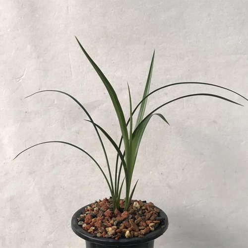 兰花浓香春剑红牡丹红星高照兰花苗多肉植物阳台花卉室内盆栽绿植 - 图1