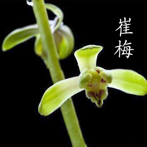 兰花蕙兰崔梅浓香兰花四季兰室内客厅办公室绿植盆栽花卉苗兰花苗 - 图0