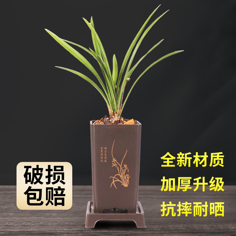 高宅君子兰迷你多肉植物仿紫砂陶瓷盆塑料加厚花盆兰花花卉盆栽景 - 图0