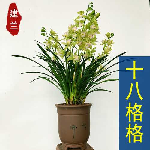 兰花 【十八格格】矮种 浓香兰花苗建兰四季兰花盆栽室内花卉绿植 - 图0