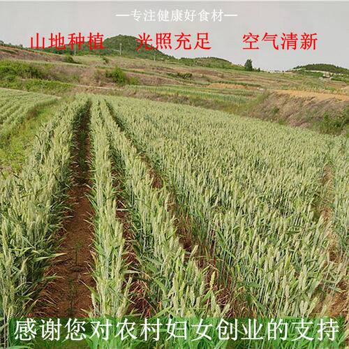 麦仁2026年新货去皮小麦仁农家食用杂粮煮粥脱皮现磨大麦仁米500g - 图1