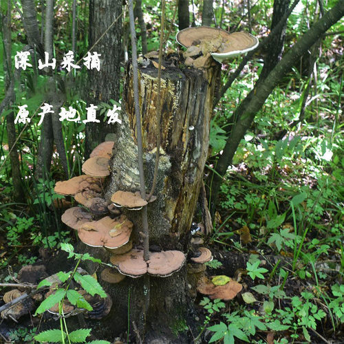 长白山深山采摘平盖灵芝树舌正品500克林芝整枝大个块切片粉 - 图0