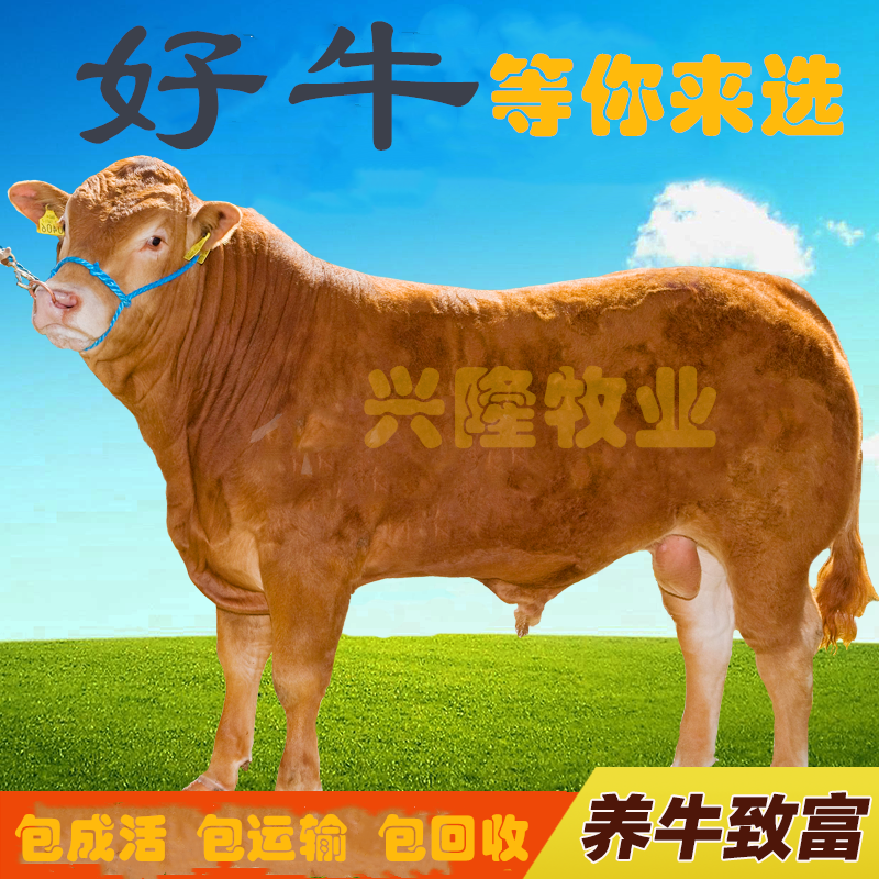 肉牛犊活体纯种鲁西黄牛改良黄牛大型杂交肉牛怀孕大母牛养殖技术 - 图1