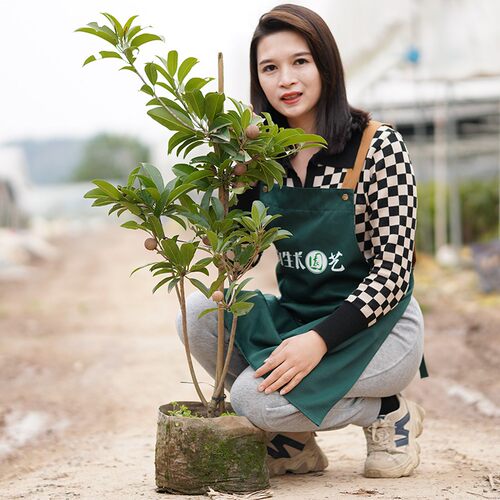 人心果苗优质品种水果王超甜盆栽地栽香瓜茄人参果苗当年挂果包邮 - 图1