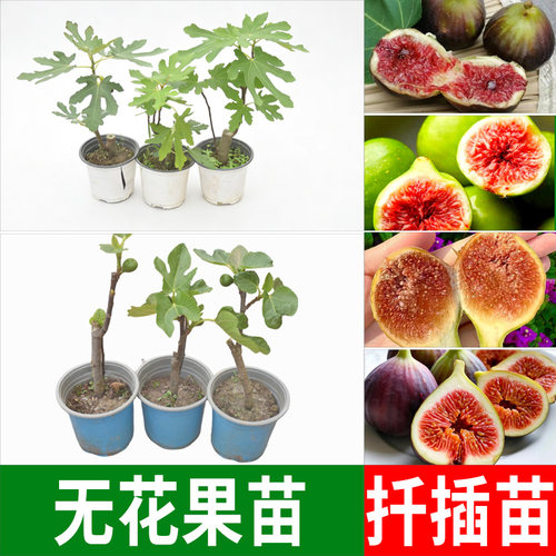 无花果苗盆栽地栽当年结果矮生无花果树苗南方北方室内外阳台种植 - 图2
