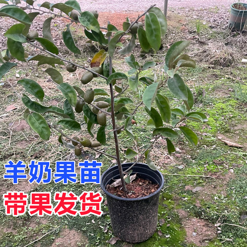 羊奶果苗 果树苗 羊奶果树苗 南方北方种植 羊奶果苗当年结果苗 - 图0