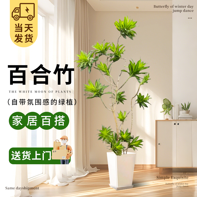 百合竹客厅绿植室内大型落地式大盆栽办公室四季常青真花植物摆件 - 图2