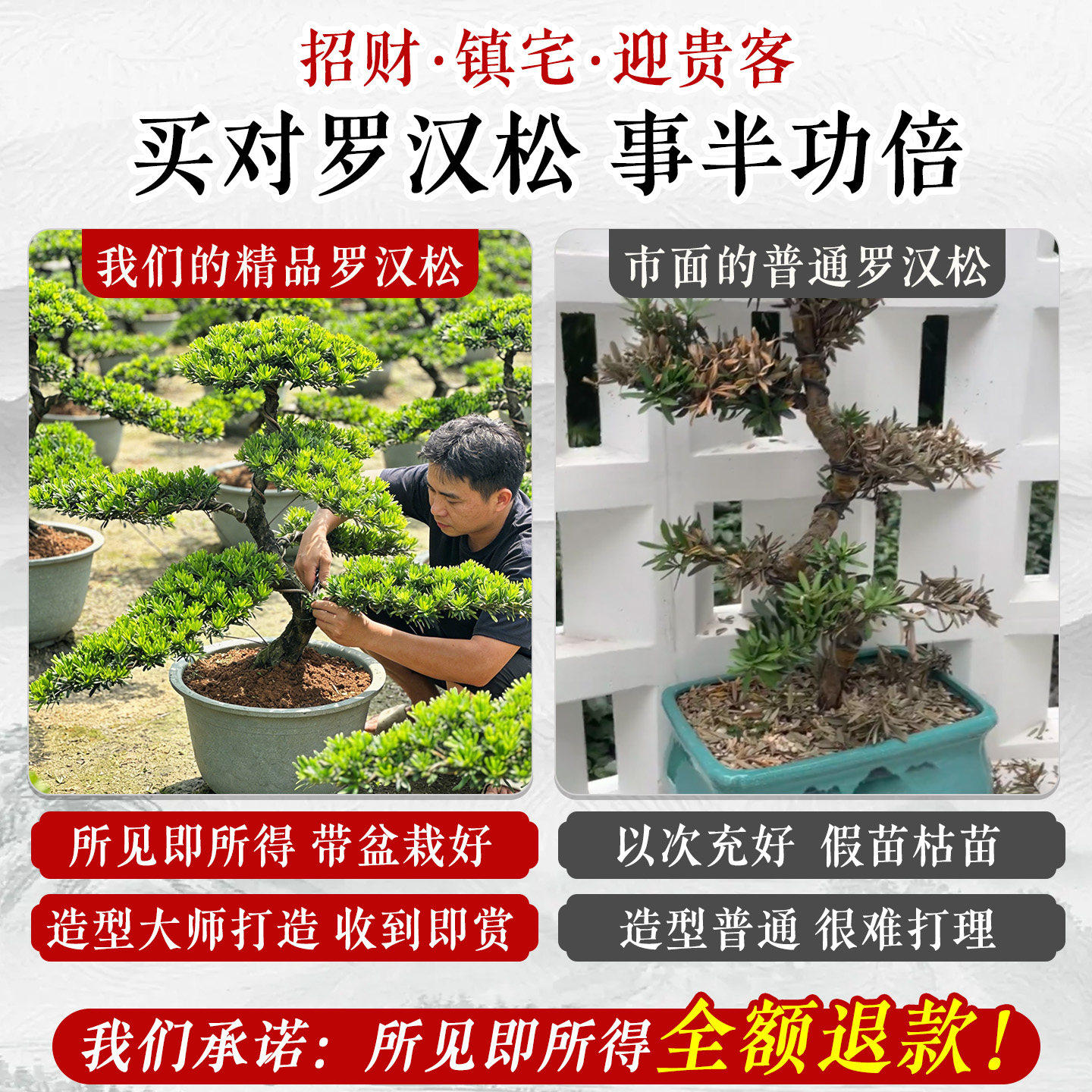 特大罗汉松盆景落地迎客松真树庭院造型老桩旺宅风水树室内外好养,淘宝优惠券,粉丝福利购,淘宝优惠卷