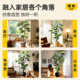 Monstera green plants, advanced simulation fake potted plants, living room landscaping, high-quality light luxury floor-standing green plants, bedroom decoration