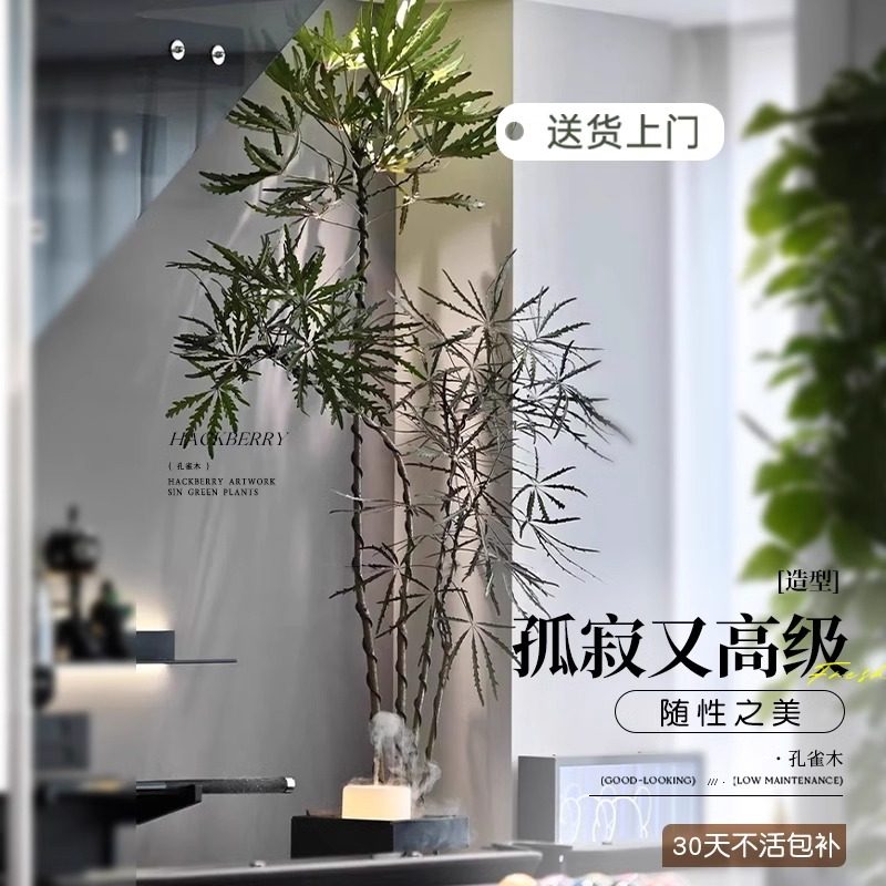 孔雀木绿植室内大型盆栽客厅办公室网红观叶植物落地大号四季好养,淘宝优惠券,粉丝福利购,淘宝优惠卷