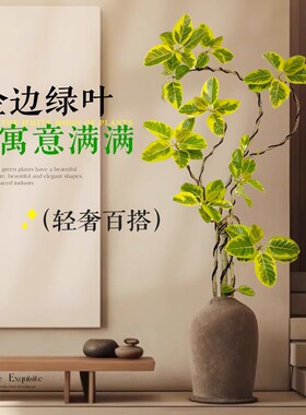 花叶黄金榕橡皮树客厅绿植大型植物盆栽老桩办公室室内好养大绿植