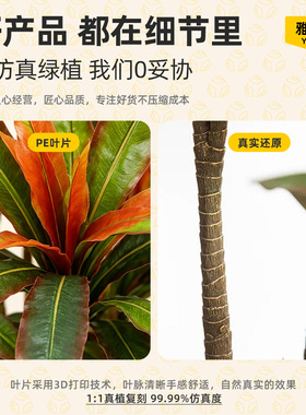 仿真红铁树大型落地盆栽朱蕉假绿植室内客厅摆件门店橱窗装饰假树