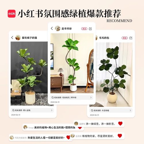 造型琴叶榕客厅大型绿植老桩高级感室内盆栽植物大叶好养大号落地 - 图1