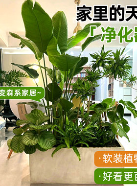 绿植造景阳台大型盆栽