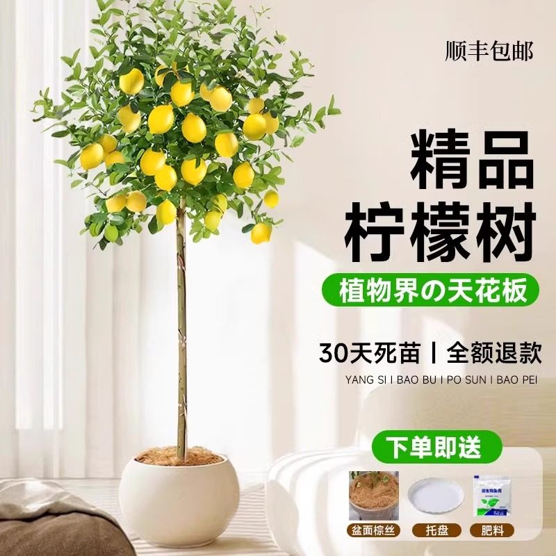 香水柠檬树盆栽带果大型植物室内阳台四季好养绿植落地植物吸甲醛,淘宝优惠券,粉丝福利购,淘宝优惠卷