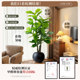 Simulated green plant Ficus fiddleleaf ficus high-end realistic living room