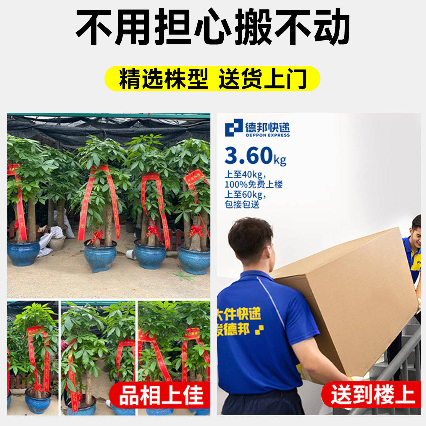 五杆发财树客厅盆栽大乔迁之喜三杆步步高客厅旺宅盆景办公室四季,淘宝优惠券,粉丝福利购,淘宝优惠卷