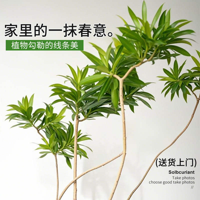 百合竹客厅绿植室内大型落地式大盆栽办公室四季常青真花植物摆件 - 图0