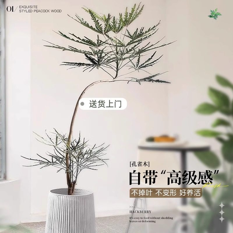 孔雀木绿植室内大型盆栽客厅办公室网红观叶植物落地大号四季好养,淘宝优惠券,粉丝福利购,淘宝优惠卷
