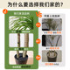 Simulated green plant Dracaena, high-end light luxury interior decoration, large floor-standing ornaments, fake trees, fake flowers, large potted plants