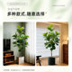 Simulated plant Ficus fiddleleaf ficus floor-standing potted indoor plant