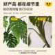 Monstera green plants, advanced simulation fake potted plants, living room landscaping, high-quality light luxury floor-standing green plants, bedroom decoration
