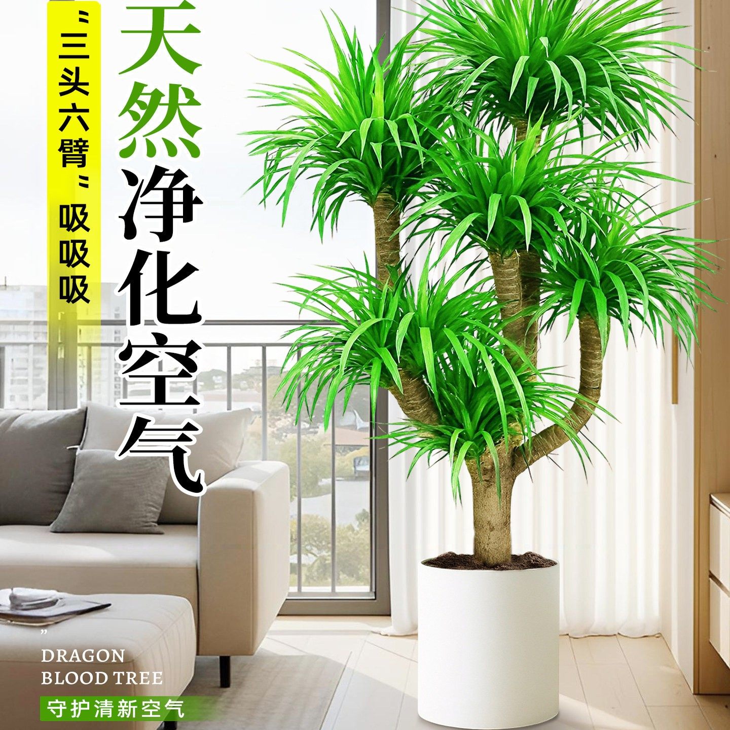 龙血树客厅绿植盆栽真树办公室内大型老桩盆景招财旺宅多头龙须树,淘宝优惠券,粉丝福利购,淘宝优惠卷