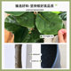 Simulated plant Ficus fiddleleaf ficus floor-standing potted indoor plant