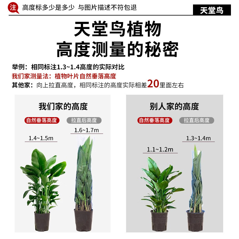 天堂鸟盆栽室内客厅大型绿植办公室大叶植物花卉鹤望兰新房去甲醛,淘宝优惠券,粉丝福利购,淘宝优惠卷