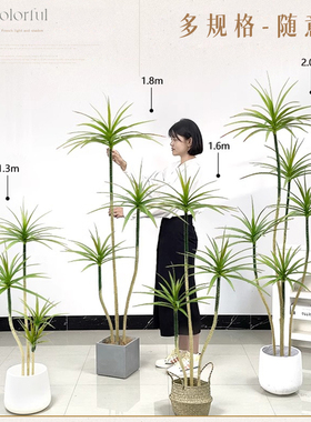 仿真绿植千年铁龙舌兰氛围树