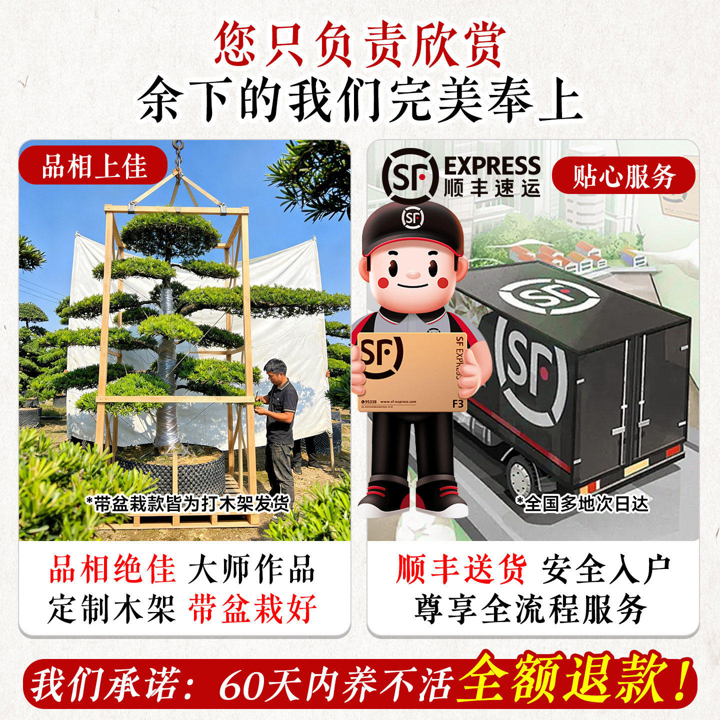 特大罗汉松盆景落地迎客松真树庭院造型老桩旺宅风水树室内外好养,淘宝优惠券,粉丝福利购,淘宝优惠卷