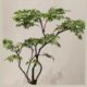Simulated green plants, large maple trees and maples