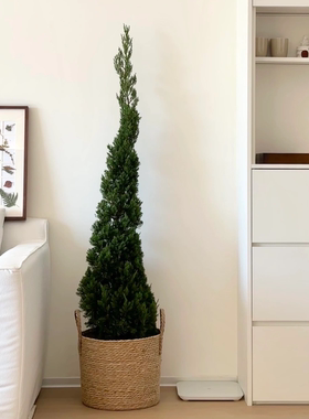 龙柏盆栽松柏圣诞树真绿植