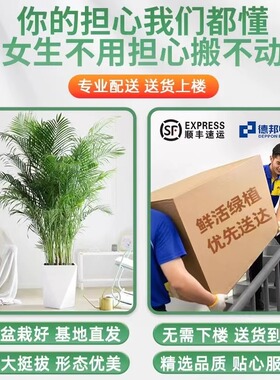 散尾葵植物盆栽客厅大型绿植室内落地办公室凤尾竹子天堂鸟真花卉
