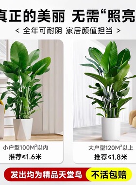 天堂鸟绿植室内大型盆栽落地办公室客厅大叶植物鹤望兰大禄植好养
