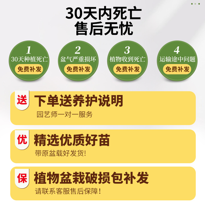 百合竹客厅绿植室内大型落地式大盆栽办公室四季常青真花植物摆件 - 图3