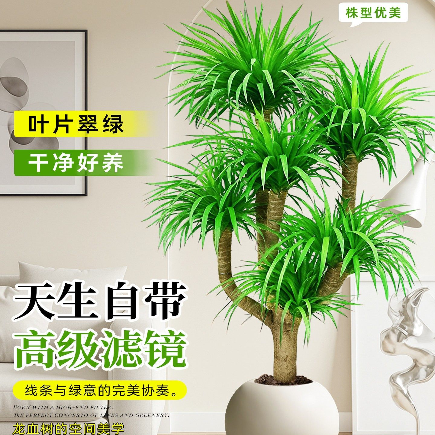 龙血树客厅绿植盆栽真树办公室内大型老桩盆景招财旺宅多头龙须树,淘宝优惠券,粉丝福利购,淘宝优惠卷