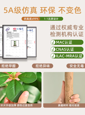 雅致金钱榕树盆栽落地盆景