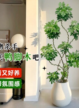 造型鸭脚木客厅大盆栽鸭掌木鹅掌柴室内落地式大型四季常青绿植物