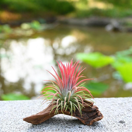 空气凤梨新手福利红黄绿精灵无土植物桌面微景观花卉可开花吸甲醛 - 图1