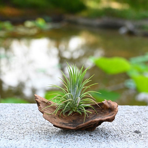 空气凤梨新手福利红黄绿精灵无土植物桌面微景观花卉可开花吸甲醛 - 图3