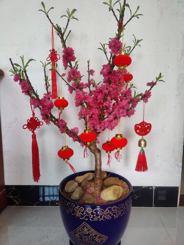 桃花树盆栽四季桃花重瓣阳台庭院南北方种植真实桃花特色花卉好养 - 图2