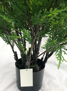 仿真植物柏树枝绿植侧柏树圣诞盆栽柏树客厅家居装饰摆设厂家