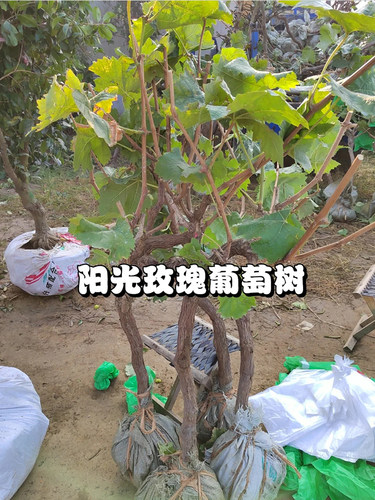 阳光玫瑰晴王葡萄苗萄树苗阳光玫瑰南北方种植盆栽爬藤庭院果树苗 - 图1