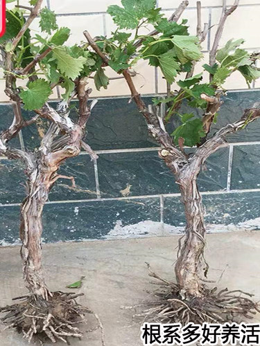 阳光玫瑰晴王葡萄苗萄树苗阳光玫瑰南北方种植盆栽爬藤庭院果树苗 - 图2
