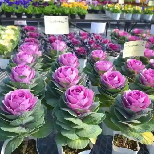 成品老桩大花羽衣甘蓝花卉绿植盆栽阳台室外节日摆放观赏耐寒植物 - 图2