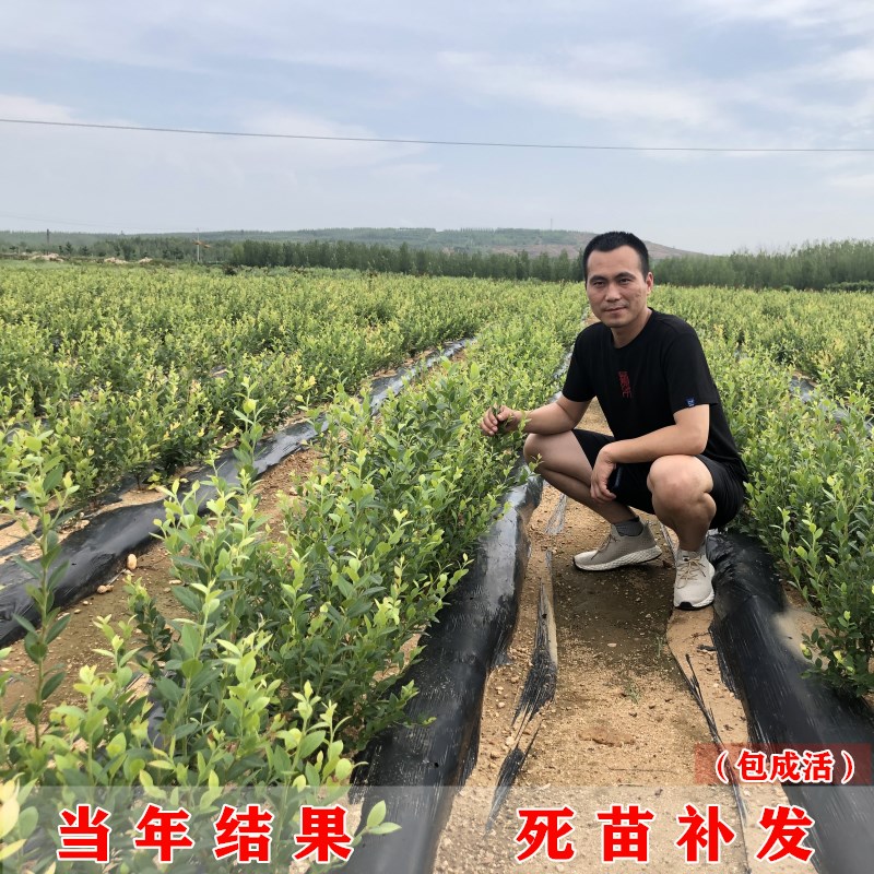 蓝莓苗盆栽树果树果苗当年结果南方北方种植树苗水果苗四季果树苗-图1