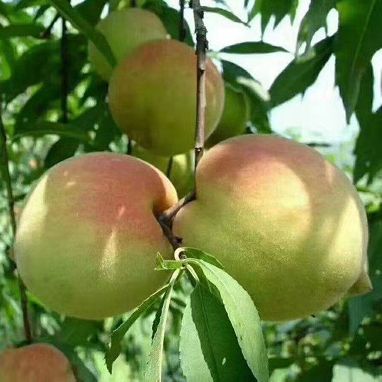 特早熟桃树苗红肉白花桃树苗脆甜超大果南方北方种植地栽当年结果