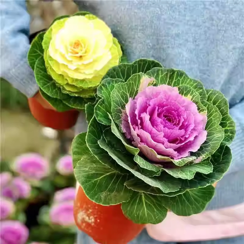 成品老桩大花羽衣甘蓝花卉绿植盆栽阳台室外节日摆放观赏耐寒植物 - 图0