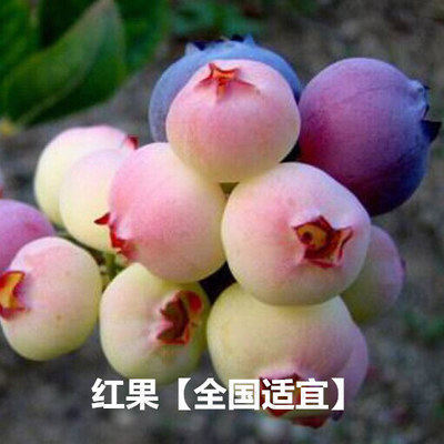 2颗包邮盆栽蓝莓苗蓝莓树苗蓝莓盆栽苗蓝莓结果苗南方北方品种-图2